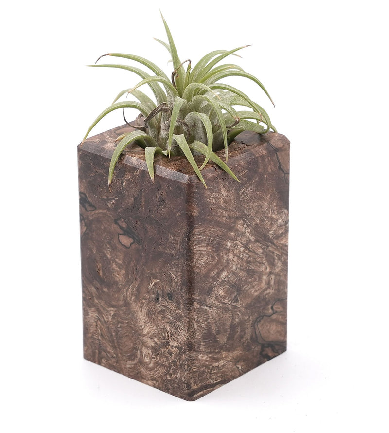 Wood Burl Wood Air Plant Holder - Judi (Wood Burl, 748609)