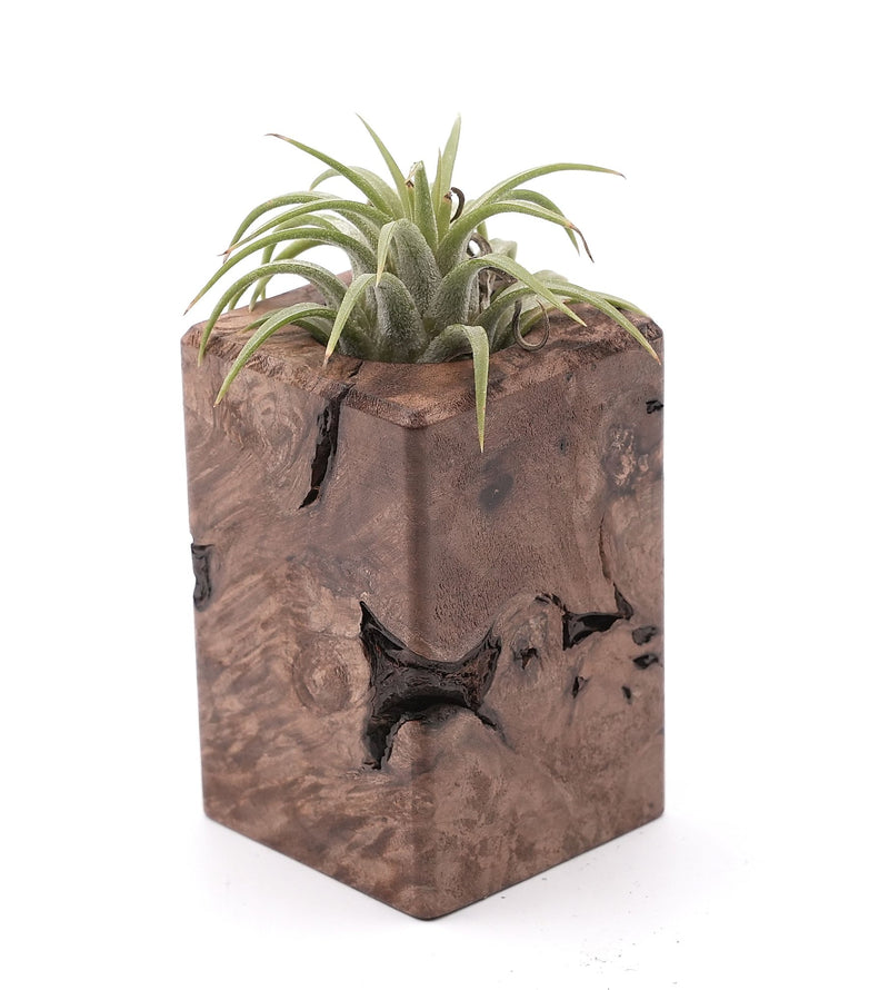 Wood Burl Wood Air Plant Holder - Jakari (Wood Burl, 748612)