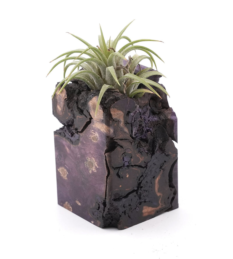 Wood Burl Wood Air Plant Holder - Raven (Wood Burl, 748613)