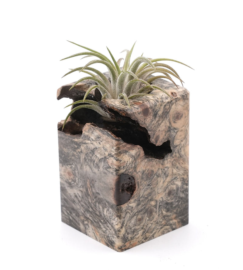 Wood Burl Wood Air Plant Holder - Stormi (Wood Burl, 748618)