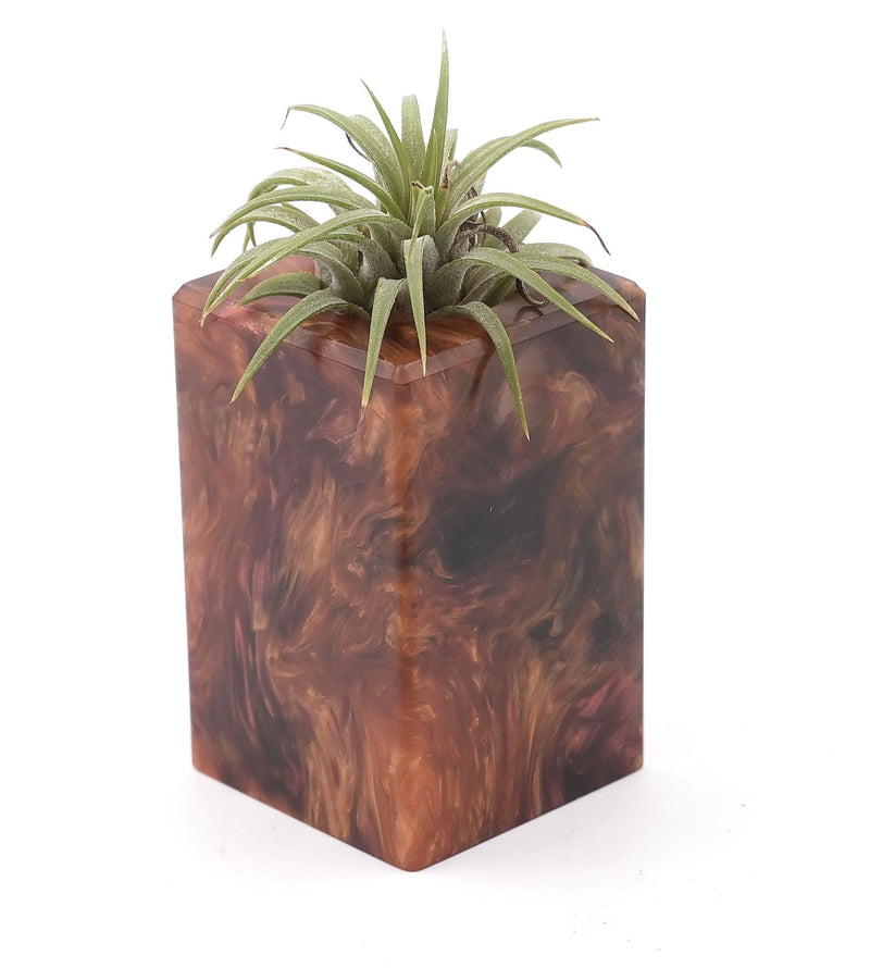 Wood Burl Wood Air Plant Holder - Armand (Wood Burl, 748620)