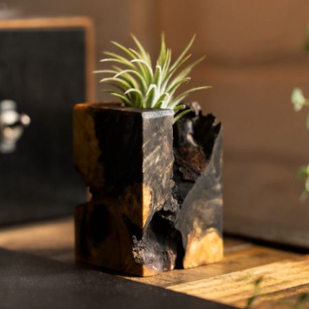 Burl + Air Plant