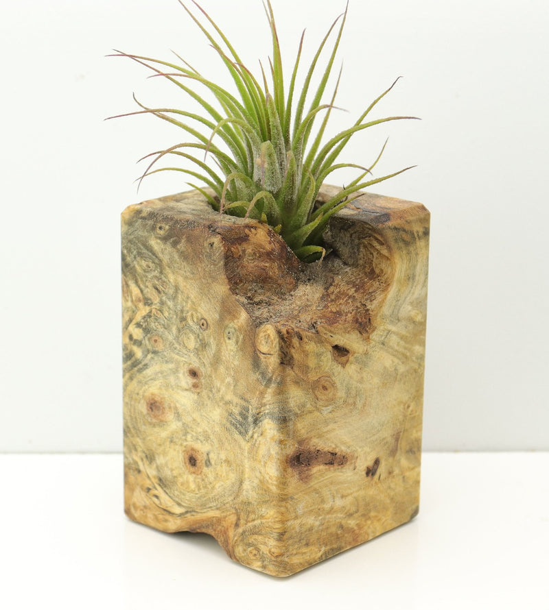 Wood Burl  Air Plant Holder - Jo (Wood Burl, 671219)