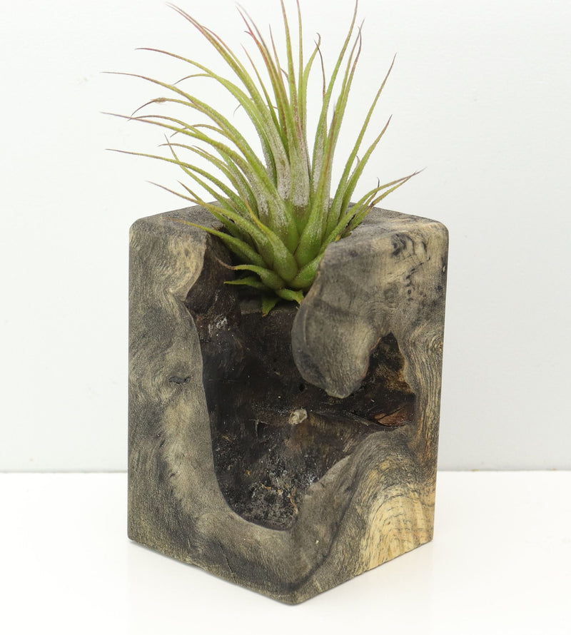 Wood Burl  Air Plant Holder - Raegan (Wood Burl, 671220)