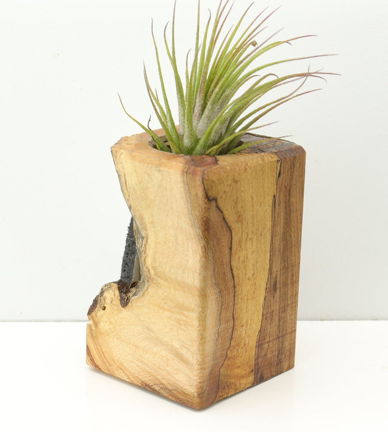 Wood Burl  Air Plant Holder - Ashton (Wood Burl, 671221)