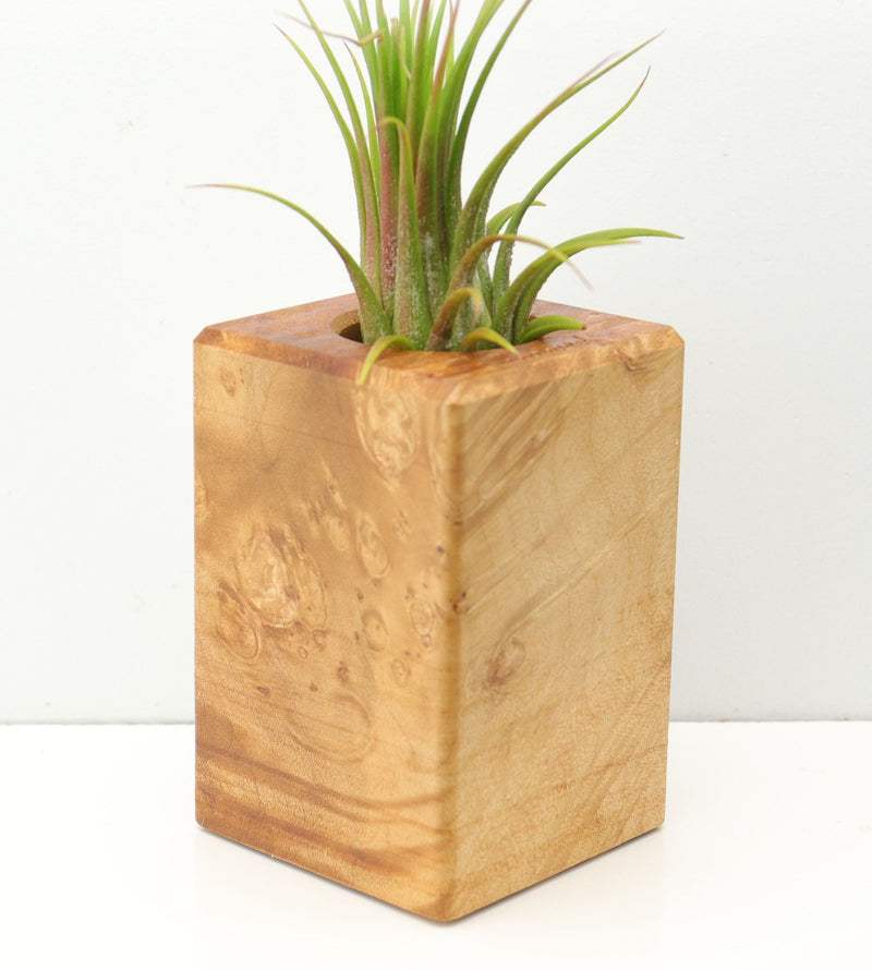 Wood Burl  Air Plant Holder - Zion (Wood Burl, 671222)