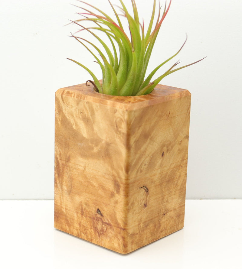 Wood Burl  Air Plant Holder - Eleanor (Wood Burl, 671223)