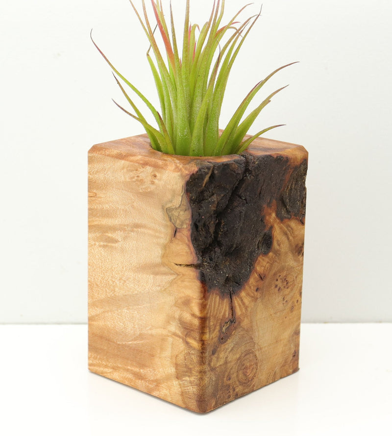 Wood Burl  Air Plant Holder - Itzel (Wood Burl, 671224)