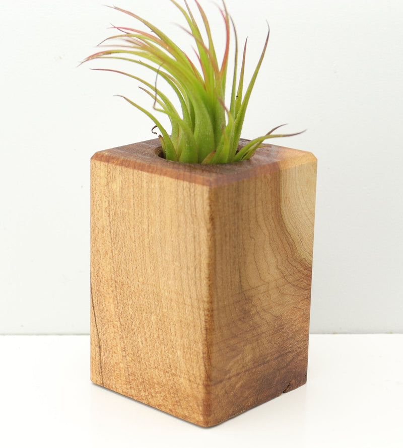 Wood Burl  Air Plant Holder - Mabel (Wood Burl, 671225)
