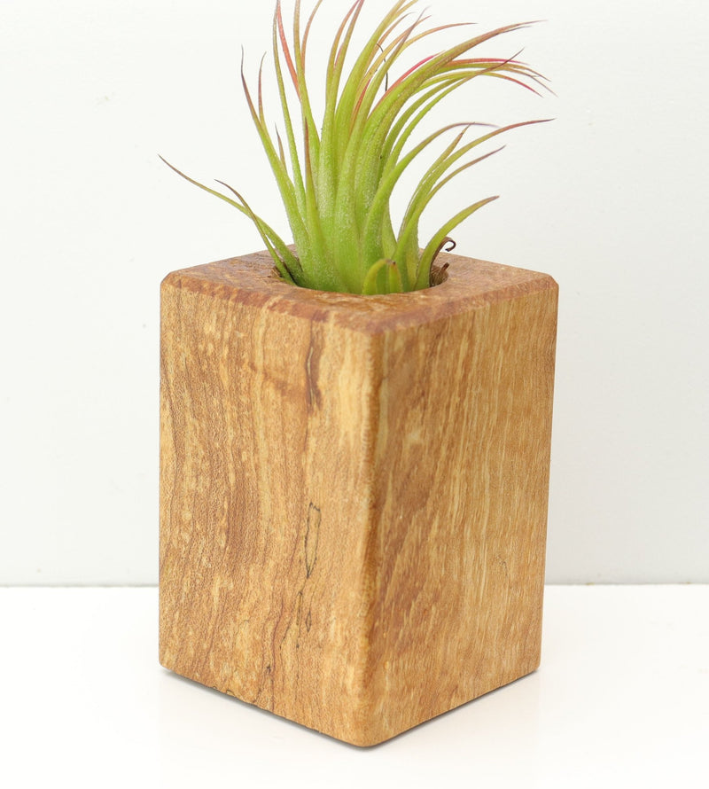 Wood Burl  Air Plant Holder - Elise (Wood Burl, 671226)