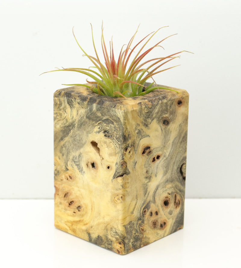 Wood Burl  Air Plant Holder - Jayla (Wood Burl, 671228)