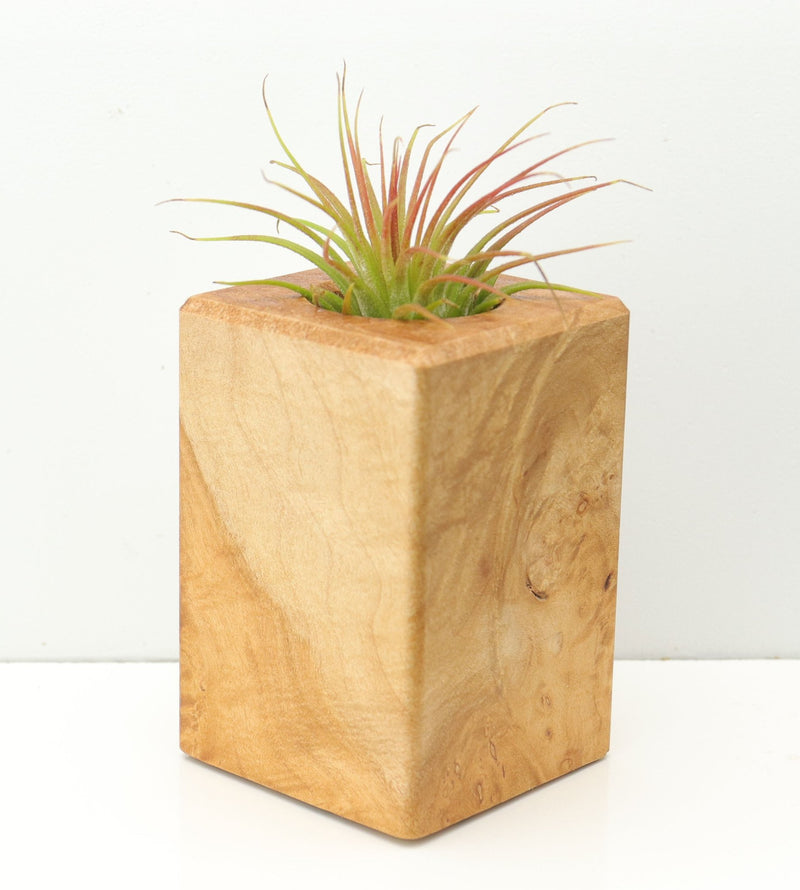 Wood Burl  Air Plant Holder - Addisyn (Wood Burl, 671229)