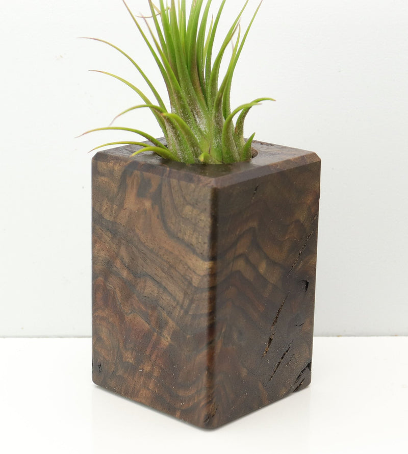 Wood Burl  Air Plant Holder - Pablo (Wood Burl, 671230)