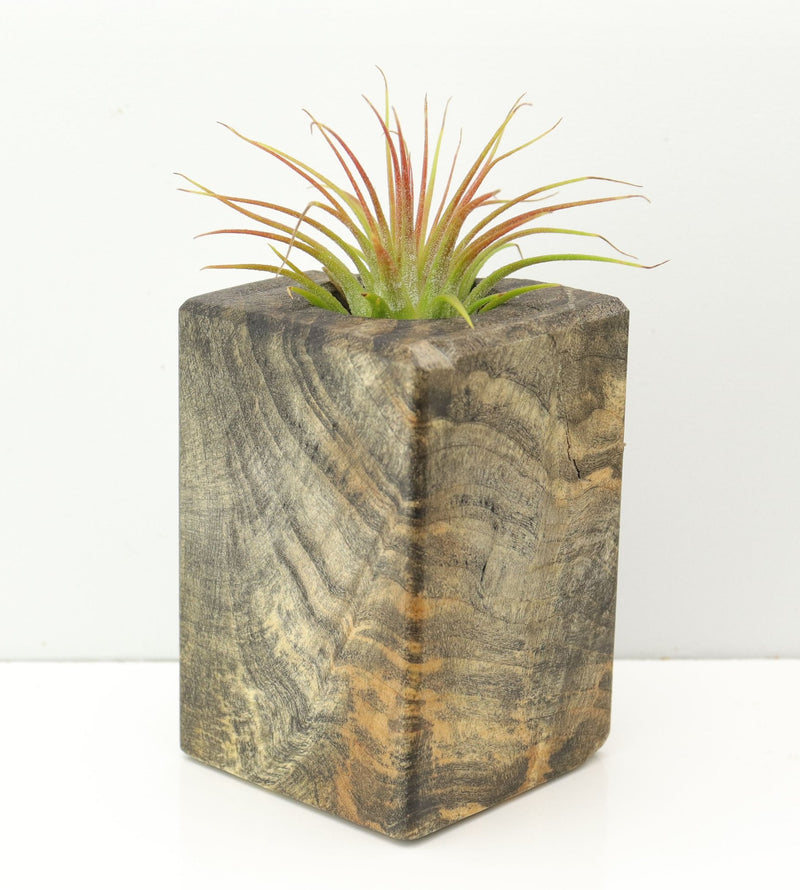 Wood Burl  Air Plant Holder - Carolina (Wood Burl, 671231)