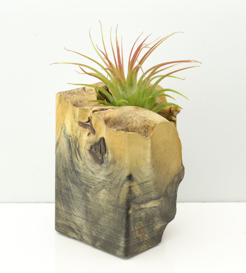 Wood Burl  Air Plant Holder - Hillary (Wood Burl, 671232)