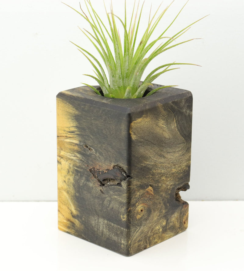 Wood Burl  Air Plant Holder - Janine (Wood Burl, 671233)