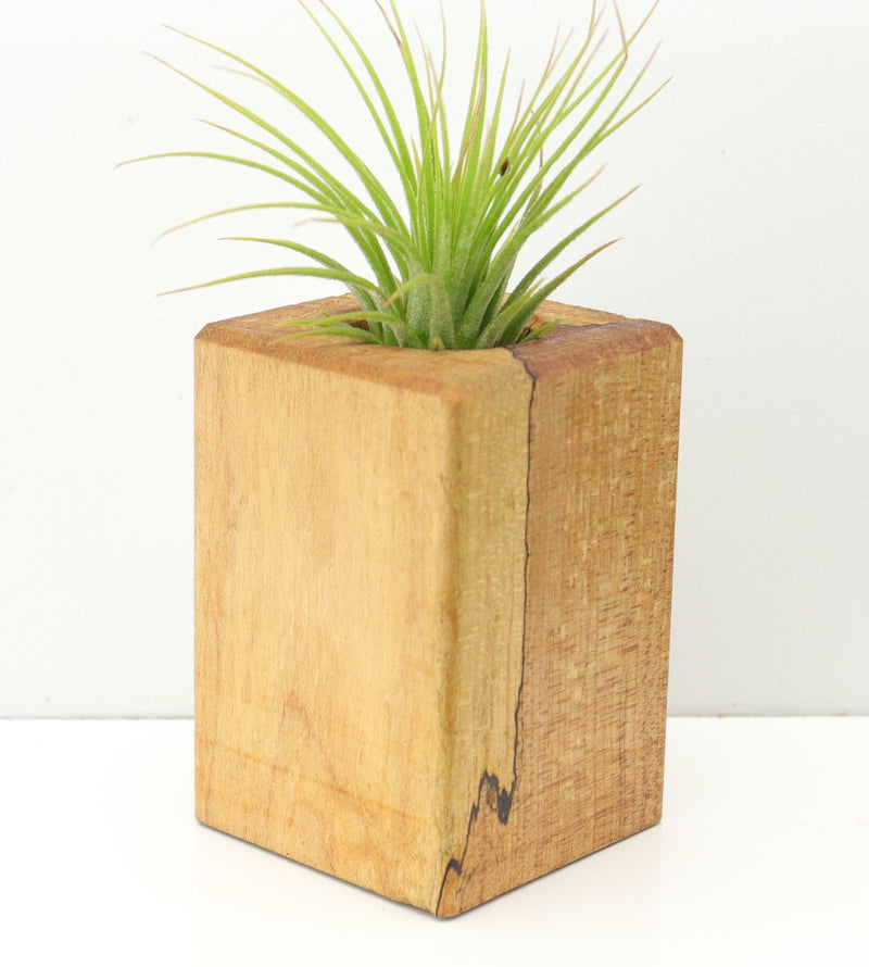 Wood Burl  Air Plant Holder - Marianne (Wood Burl, 671234)