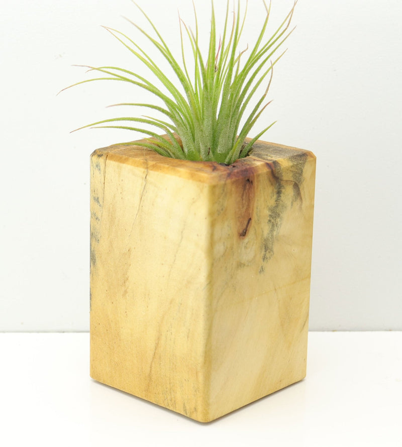 Wood Burl  Air Plant Holder - Darin (Wood Burl, 671235)
