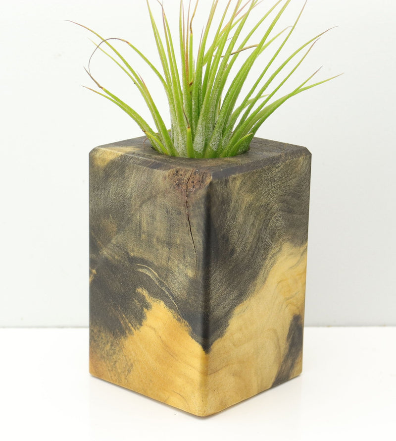 Wood Burl  Air Plant Holder - Lukas (Wood Burl, 671237)