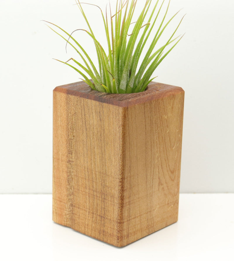 Wood Burl  Air Plant Holder - Horace (Wood Burl, 671238)
