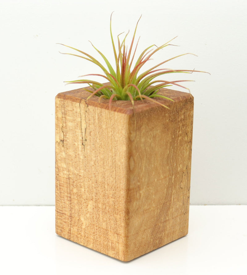 Wood Burl  Air Plant Holder - Tanya (Wood Burl, 671240)