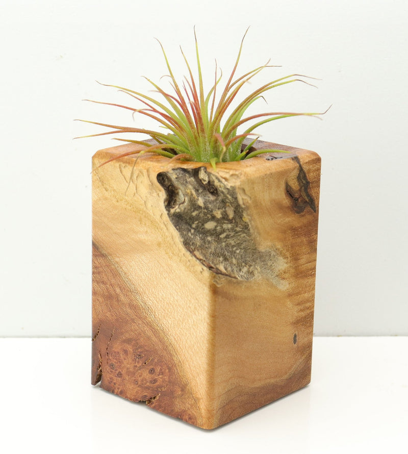 Wood Burl  Air Plant Holder - Clifford (Wood Burl, 671241)