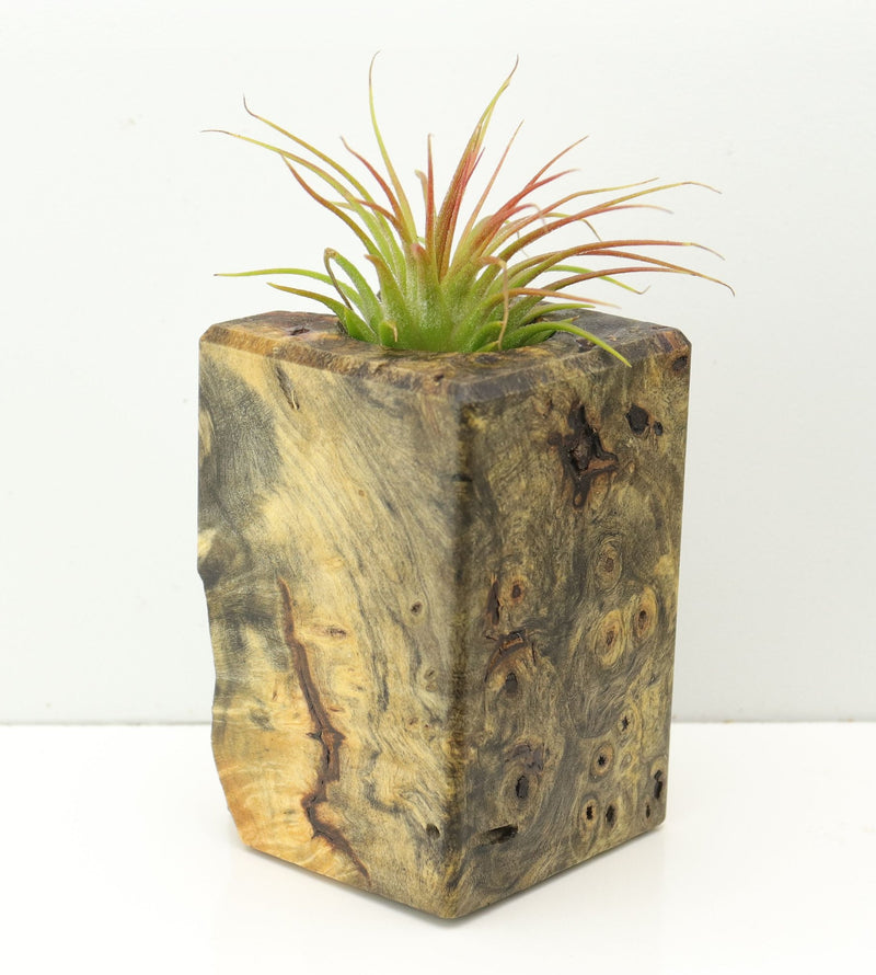 Wood Burl  Air Plant Holder - Camden (Wood Burl, 671242)