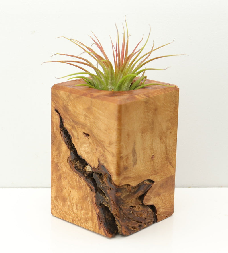 Wood Burl  Air Plant Holder - Cora (Wood Burl, 671243)