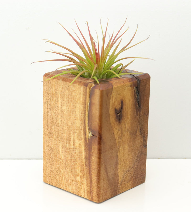 Wood Burl  Air Plant Holder - Finn (Wood Burl, 671244)