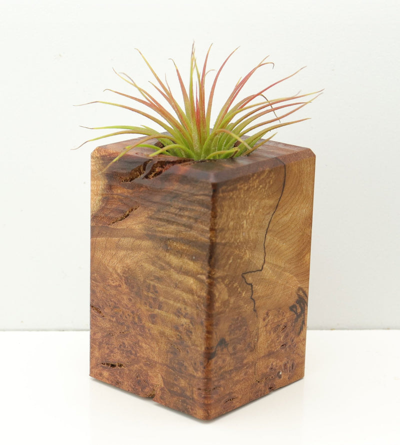Wood Burl  Air Plant Holder - Jackson (Wood Burl, 671245)