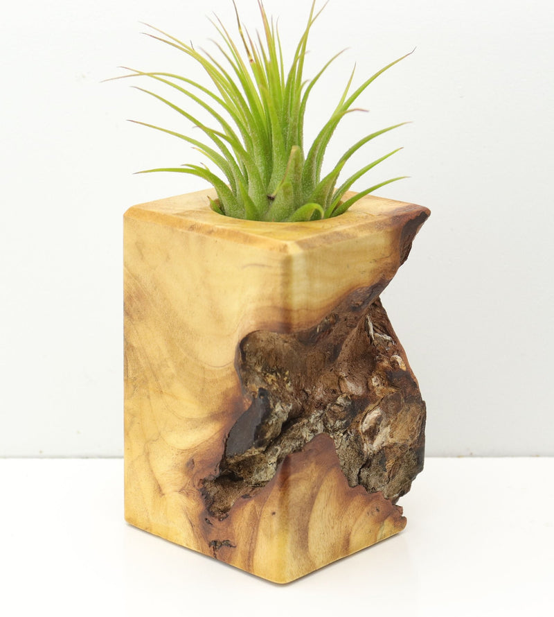 Wood Burl  Air Plant Holder - Jeffery (Wood Burl, 673082)