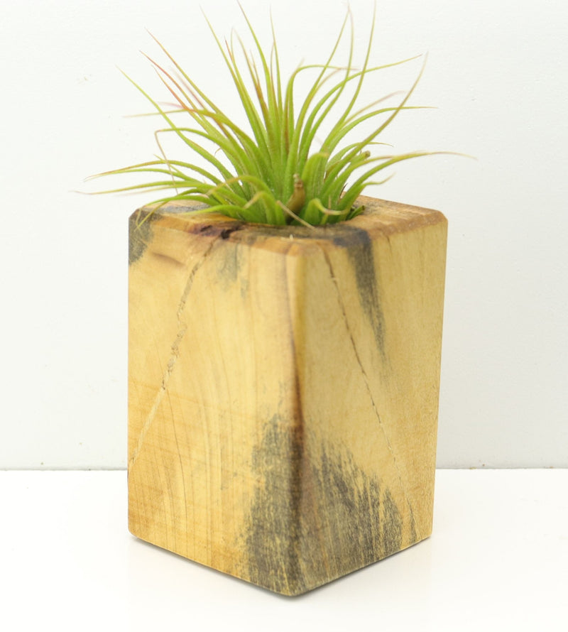 Wood Burl  Air Plant Holder - Carolina (Wood Burl, 673083)