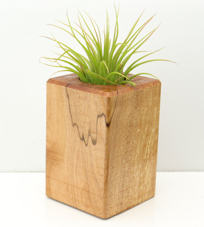 Wood Burl  Air Plant Holder - Averie (Wood Burl, 673084)