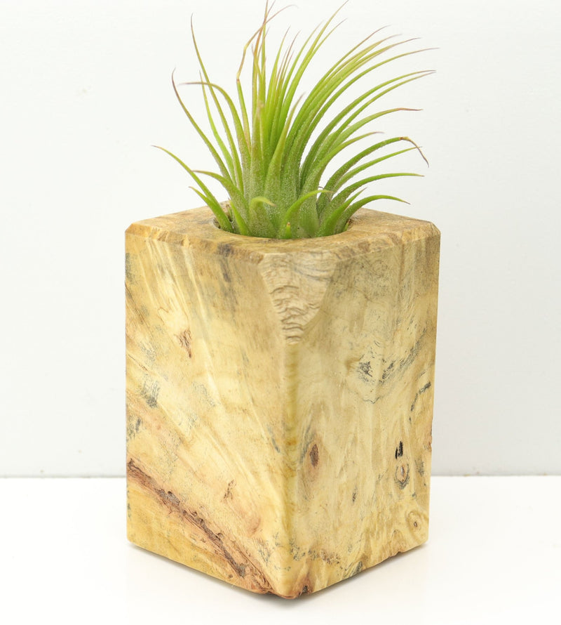 Wood Burl  Air Plant Holder - Trey (Wood Burl, 673086)