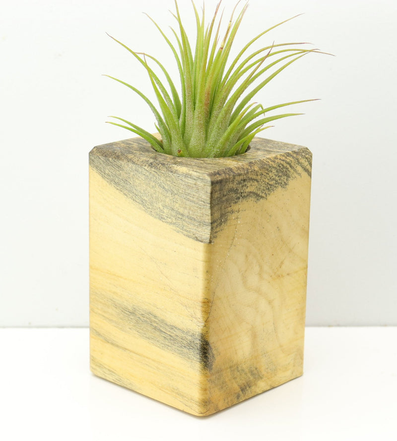 Wood Burl  Air Plant Holder - Elle (Wood Burl, 673087)