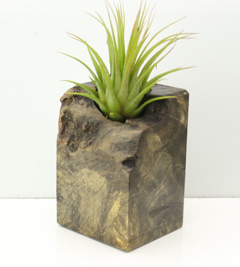 Wood Burl  Air Plant Holder - Leticia (Wood Burl, 673088)