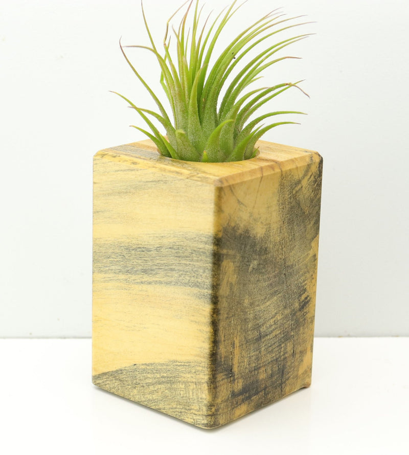 Wood Burl  Air Plant Holder - Noel (Wood Burl, 673089)