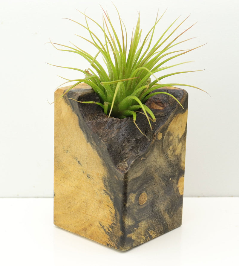 Wood Burl  Air Plant Holder - Ollie (Wood Burl, 673090)