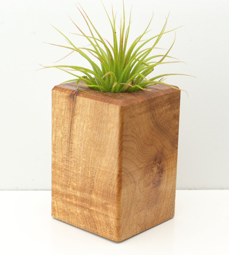 Wood Burl  Air Plant Holder - Sheree (Wood Burl, 673091)