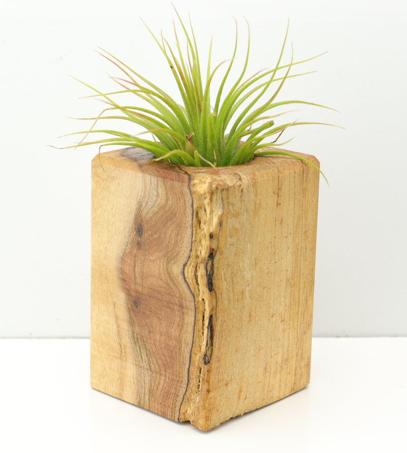 Wood Burl  Air Plant Holder - Daniella (Wood Burl, 673092)