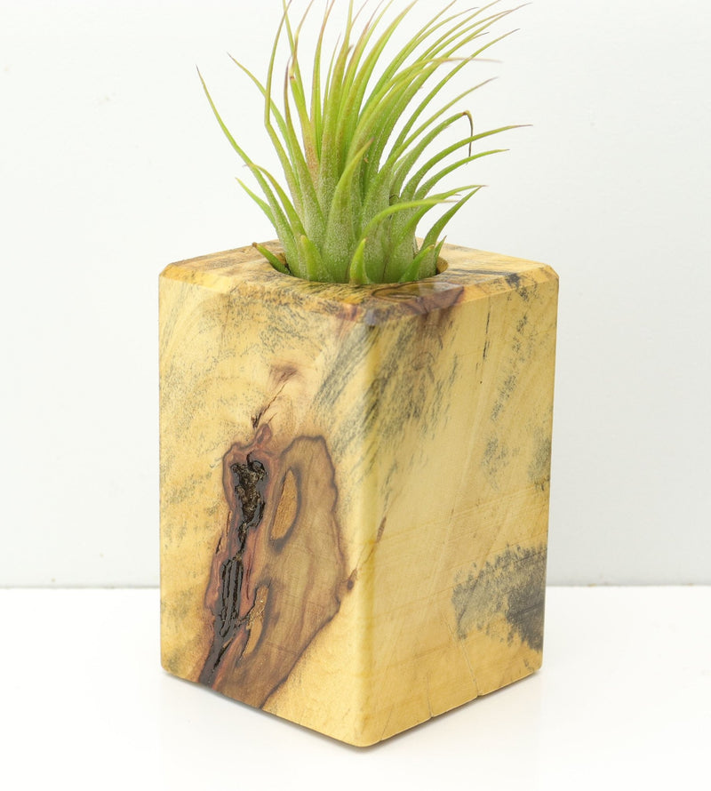 Wood Burl  Air Plant Holder - Nash (Wood Burl, 673093)