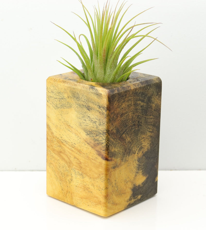 Wood Burl  Air Plant Holder - Lynette (Wood Burl, 673094)