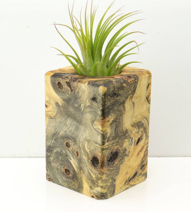 Wood Burl  Air Plant Holder - Natalie (Wood Burl, 673095)