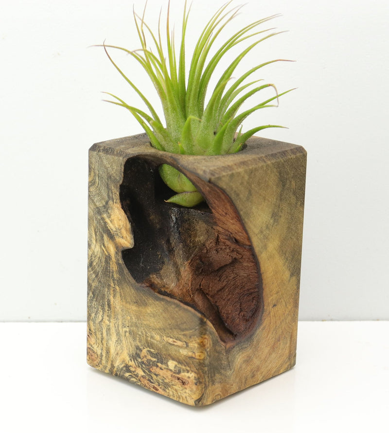 Wood Burl  Air Plant Holder - Marisol (Wood Burl, 673096)