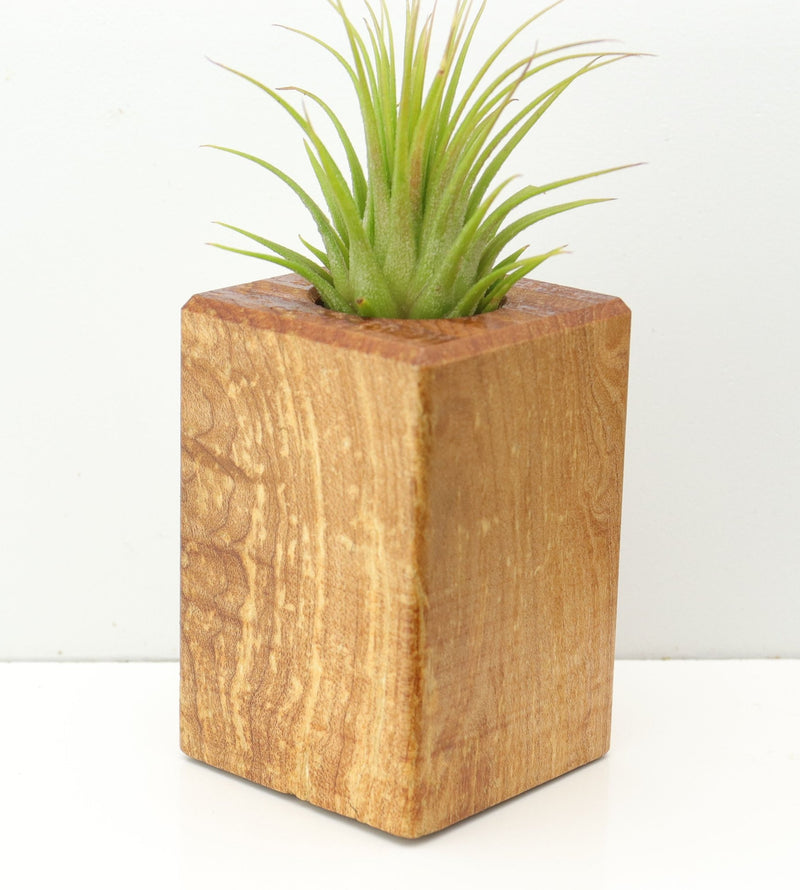 Wood Burl  Air Plant Holder - Kade (Wood Burl, 673097)