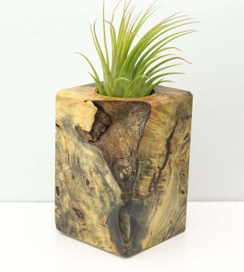 Wood Burl  Air Plant Holder - Trevon (Wood Burl, 673098)