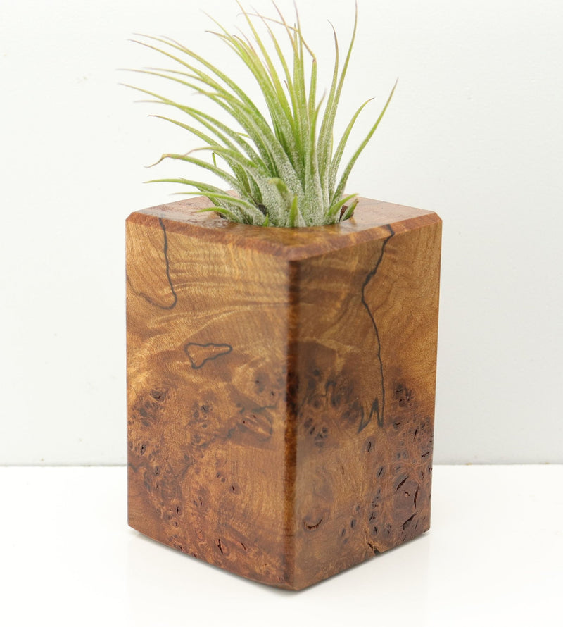Wood Burl  Air Plant Holder - Yasmin (Wood Burl, 673099)