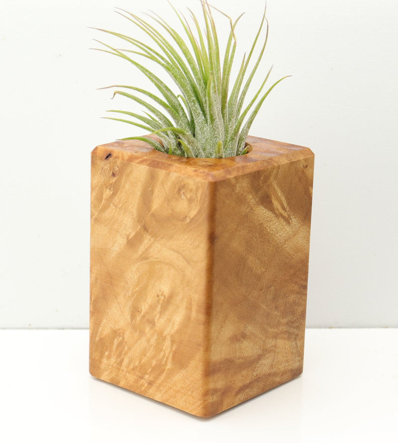 Wood Burl  Air Plant Holder - Kasey (Wood Burl, 673100)