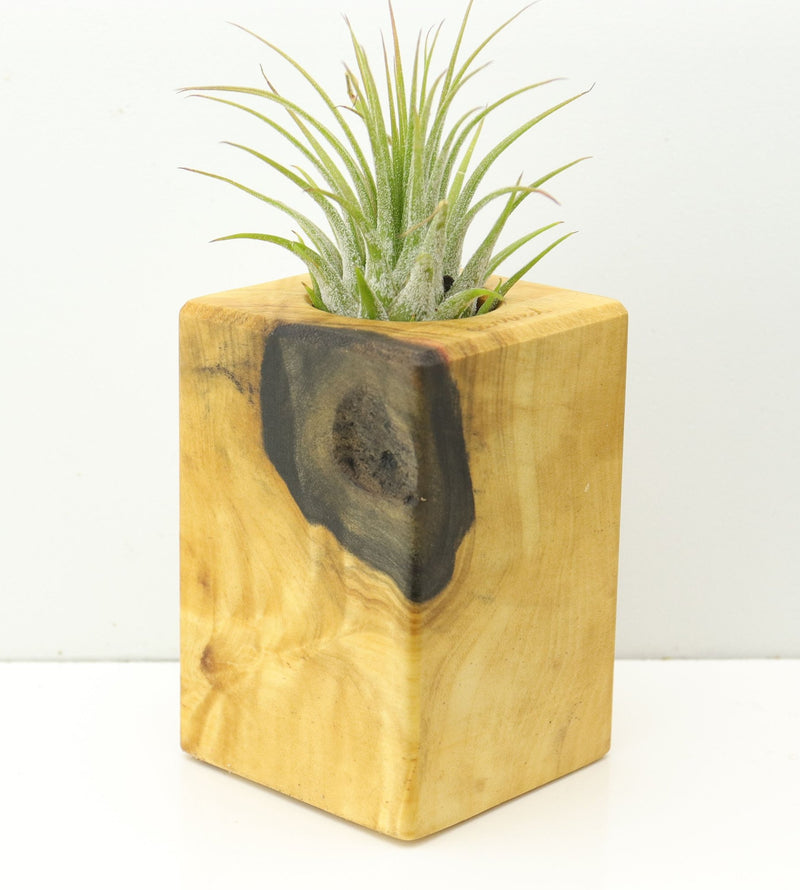 Wood Burl  Air Plant Holder - Brittney (Wood Burl, 673101)