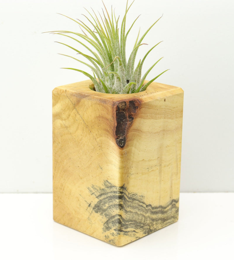 Wood Burl  Air Plant Holder - Rebecca (Wood Burl, 673102)